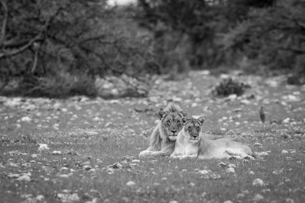 istock A Lion mating couple laying in the grass. 669672382
