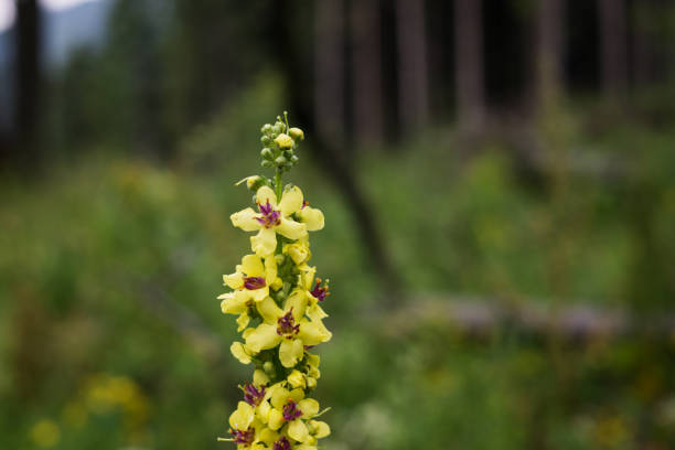 istock Yellow flower in the woods 669673156