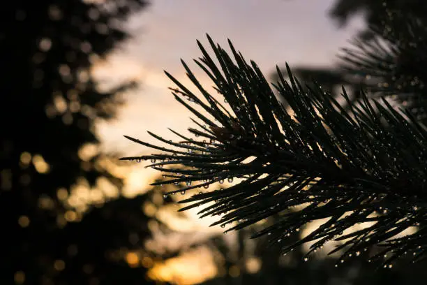 Morning dew droplets on pine tree. Slovakia