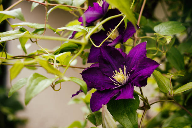 istock Purple flower in the grass 669673554