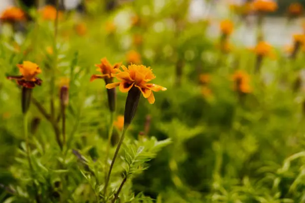 Orange flower in the grass on a meadow - detail