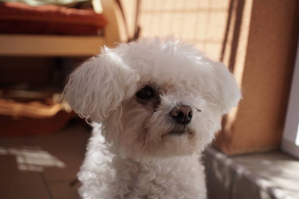 istock Small white bichon dog. Slovakia 669673838