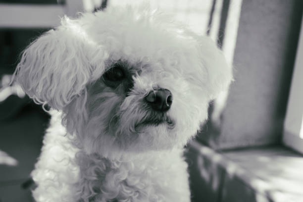 istock Small white bichon dog. Slovakia 669673996