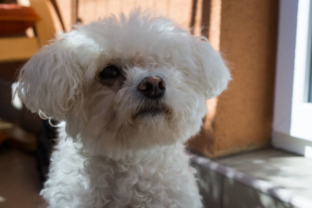 istock Small white bichon dog. Slovakia 669674046