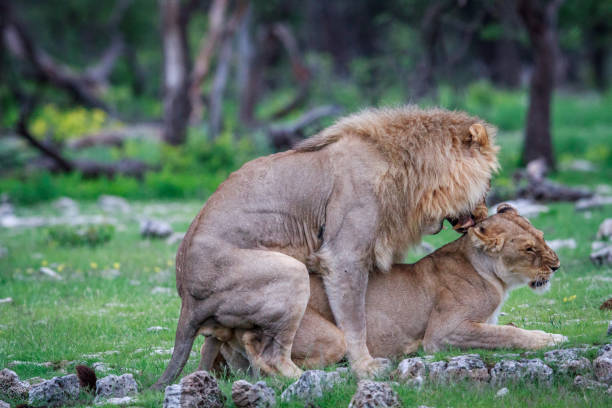 istock Mating pair of Lions. 669676918