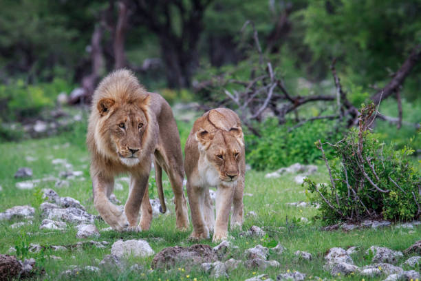 istock Lion mating couple walking in the grass. 669676994