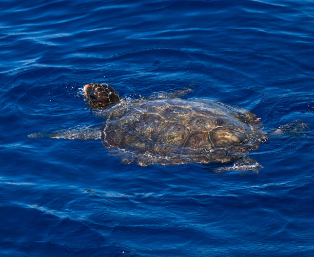 istock Loggerhead turtle on the surface of the Sea 669678044