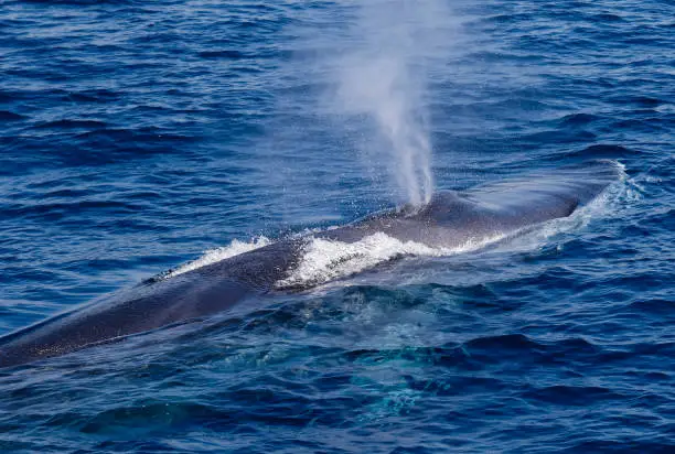 Fin Whale is blowing water from its blowhole in the Ligurian Sea in Italy