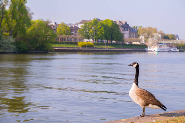 istock Goose on the river in the city. 669680908