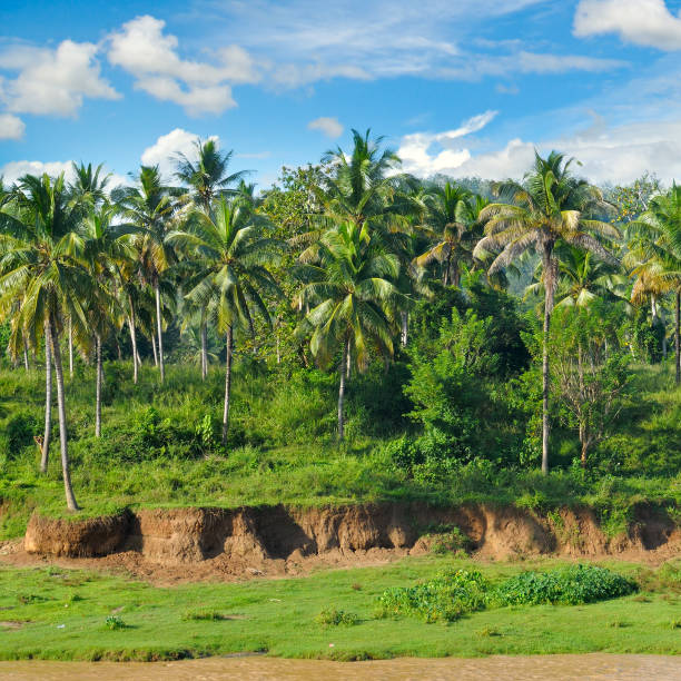 istock Tropical palm forest on the river bank 669681860