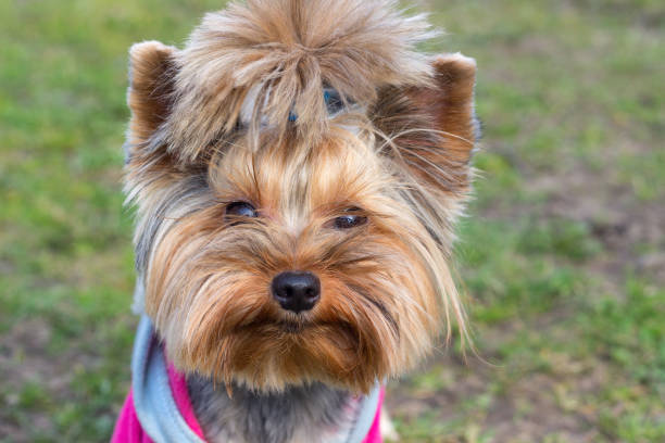 istock Yorkshire Terrier portrait close-up on green grass 669684650