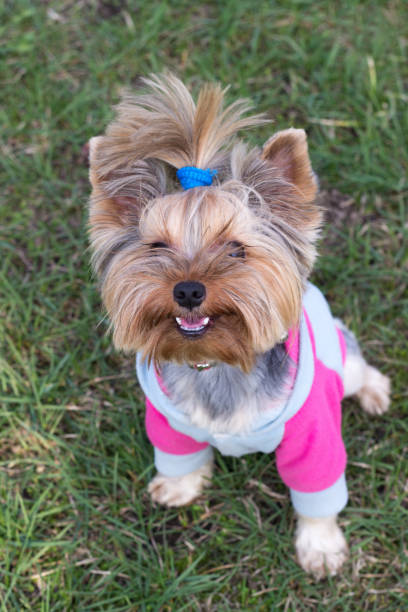 istock Yorkshire Terrier portrait close-up on green grass 669684676