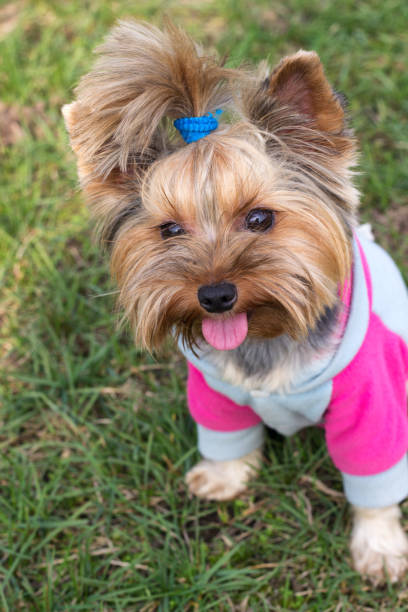 istock The dog of Yorkshire Terrier sitting on grass 669684680