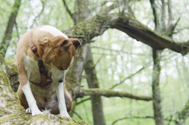 istock dog in nature 669688798