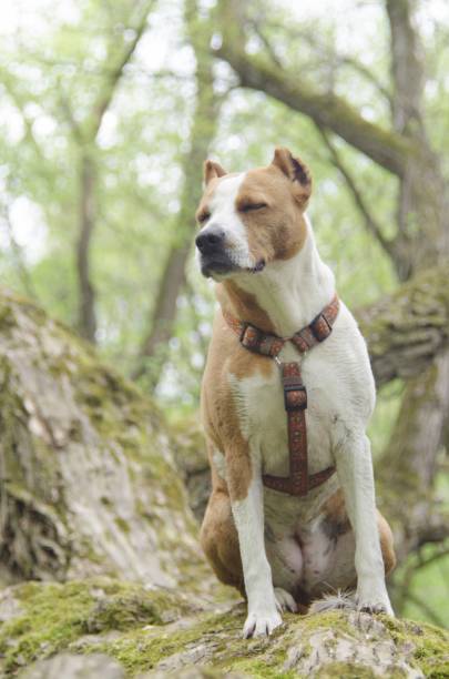 istock dog in nature 669691584