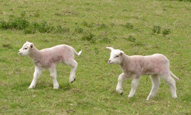 istock lambs playing in a field together 669691662