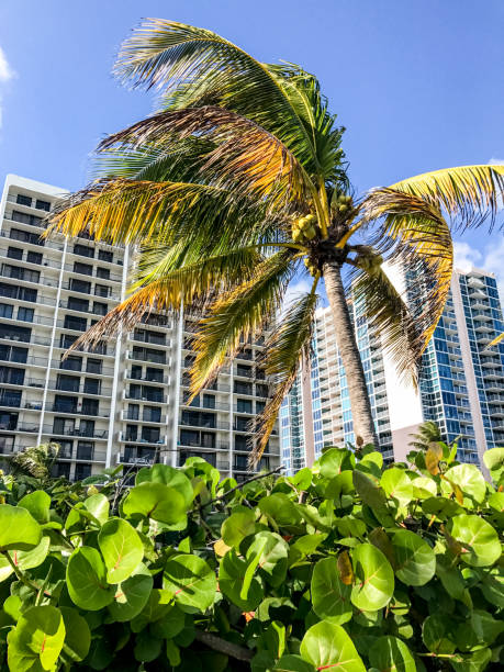istock Hotels and Condominiums on Miami Beach, Florida, USA 669692016
