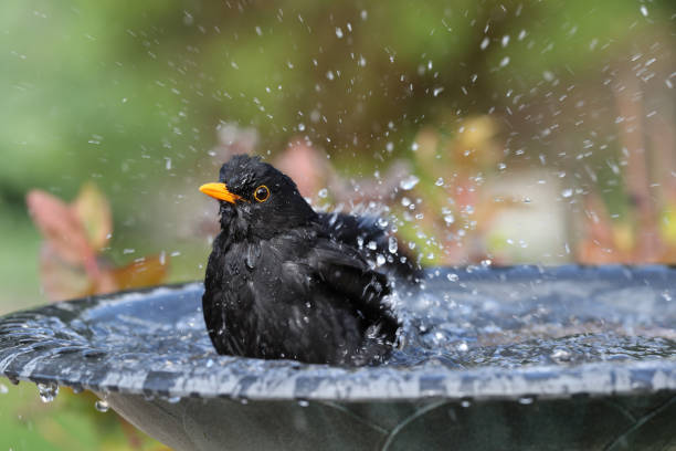 Blackbird having a bath Close up of a male Blackbird enjoying a wash in a bird bath blackbird stock pictures, royalty-free photos & images