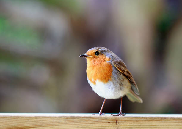 istock Isolated Robin Redbreast perched on a wooden fence 669695728