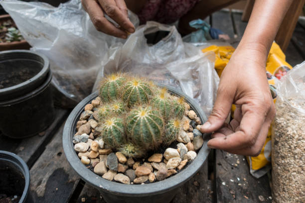 istock plant a beautiful cactus in the garden 669703020