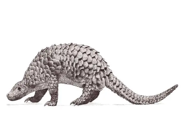 Vector illustration of Armadillo