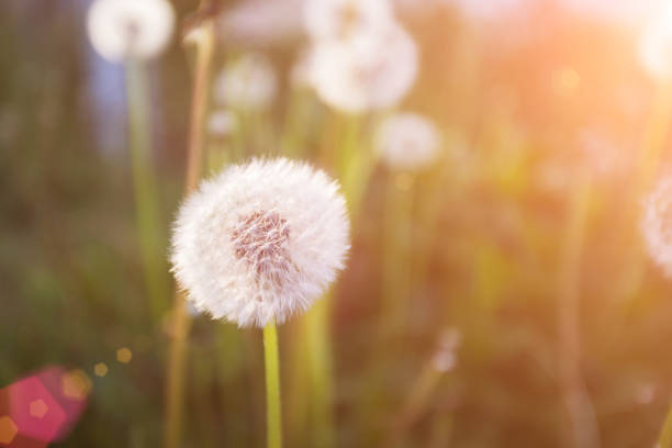 istock Spring flowers beautiful dandelions in green grass 669705598