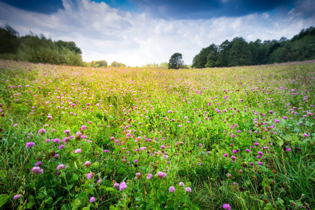 countryside meadow covered with alfalfa perspective