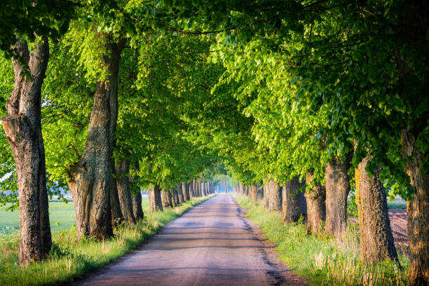 istock countryside road among the trees 669706004