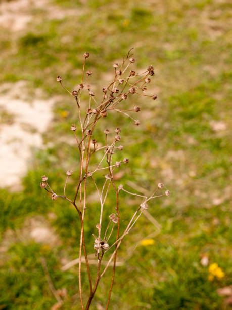 istock Spindly Dead Skeleton of Plant in Spring Light Macro with Grass Blur Behind, Bokeh 669706198