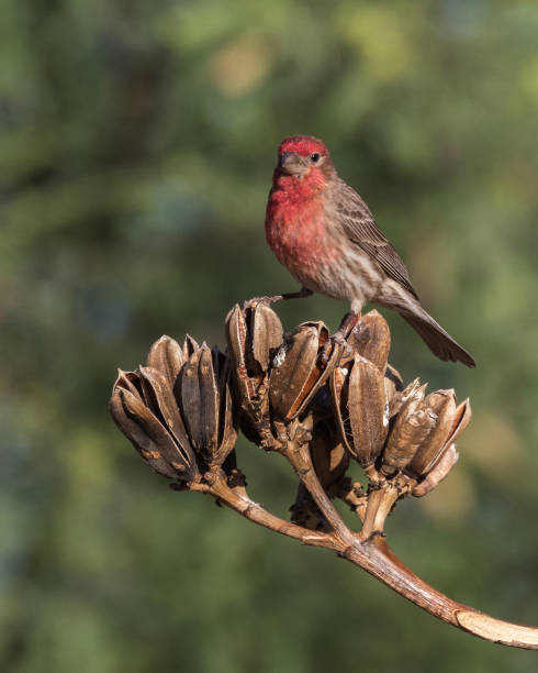 istock House Finch 669708830