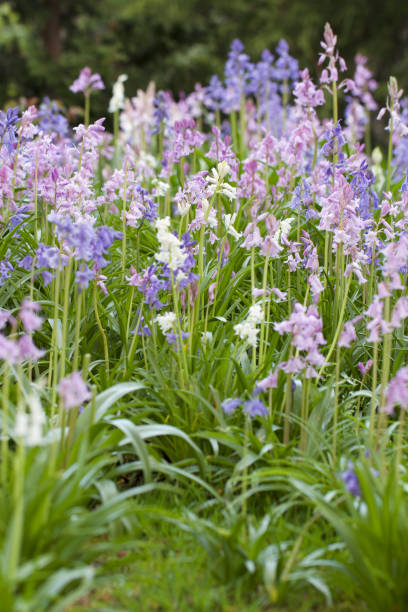 istock Lots of lavender 669709436