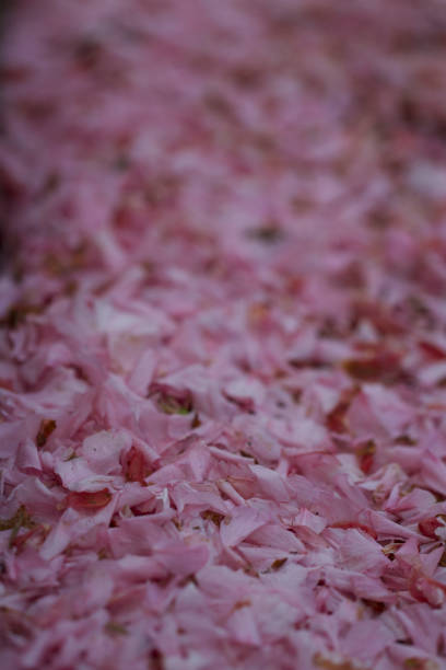 istock Pink pedals with varying focus 669712566