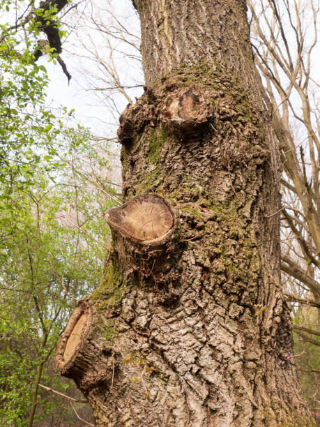 istock Three Knobs on Tree Bark Macro of High Detail and Nice Clarity Isolated and Forest in the Background 669712670