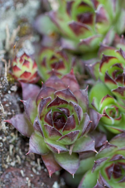 istock Another shot of succulents at a different angle 669715190