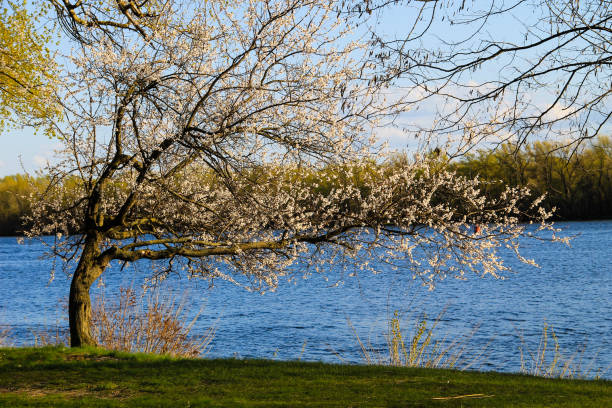 istock Blossoming tree of apricot on riverbank 669715418