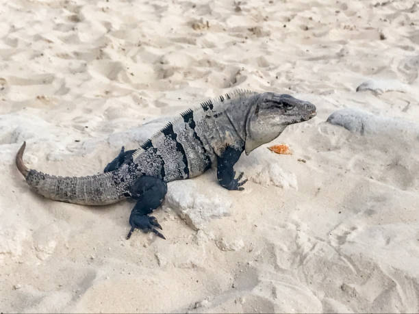 istock Mexican spiny-tailed iguana on Cancun beach, Mexico 669716242