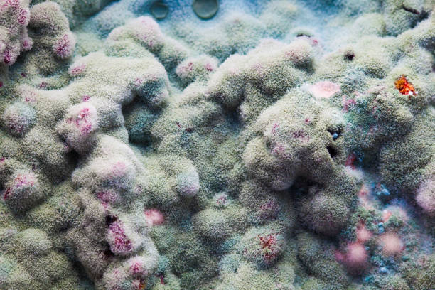 macro of mold relief