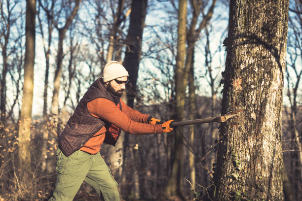 Man wearing protective workwear and standing in forest, tree trunk falling.