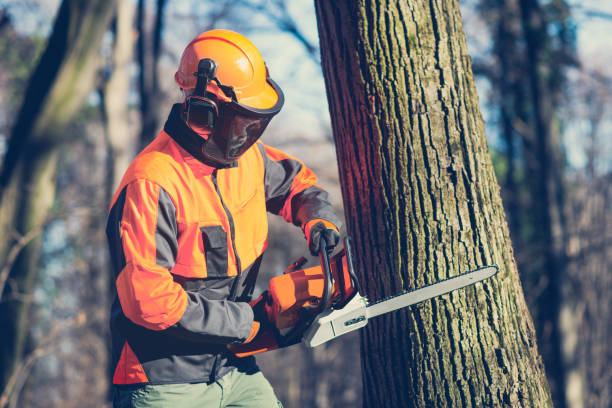 istock Lumberjack in woods with chainsaw 669719866