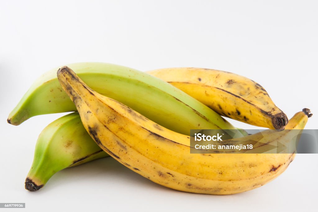 Plantain or Green Banana (Musa x paradisiaca) Plantain or Green Banana (Musa x paradisiaca) isolated in white background Plantain Stock Photo