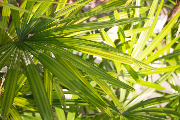 palm frond macro of saw palmetto leaf - cross hatching imagens e fotografias de stock