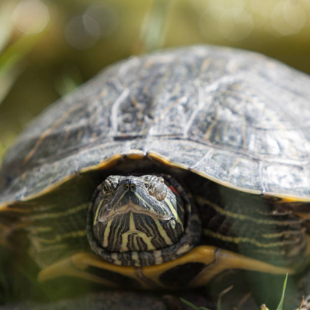 istock Portrait of Tortoise 669720066