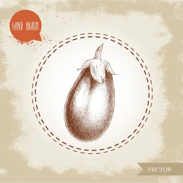 Vector illustration of Hand drawn sketch style eggplant illustration. Vector food ecological artwork.