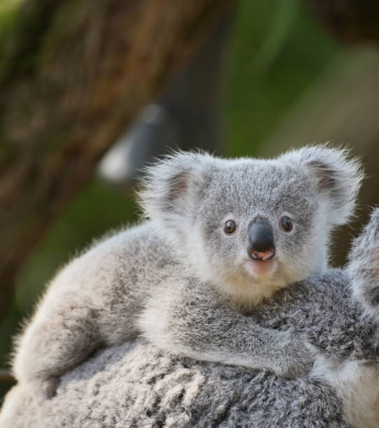 jeune koala - koala australia cute animal photos et images de collection