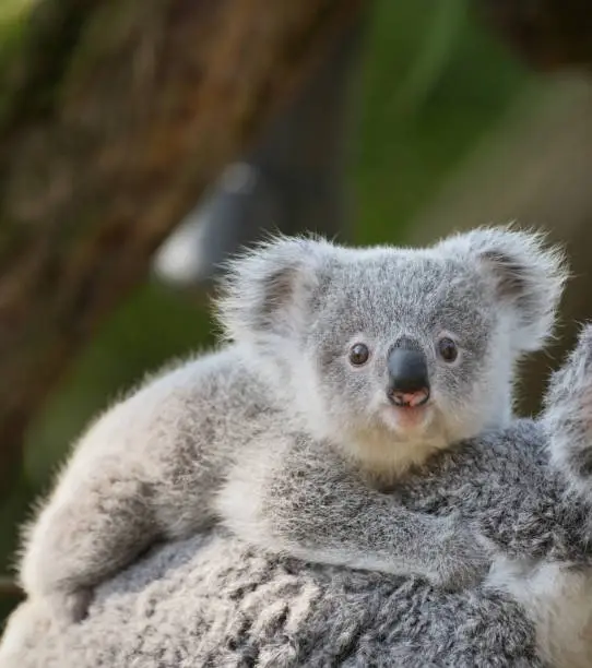 close-up of a young koala bear (Phascolarctos cinereus) on back of its mother
