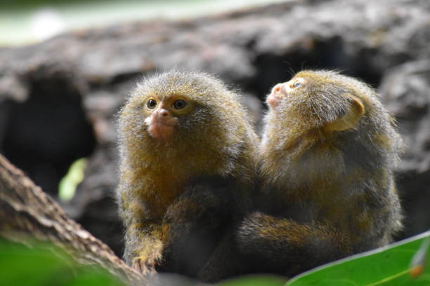 Pygmy Marmosets Friends forever! pygmy marmoset stock pictures, royalty-free photos & images