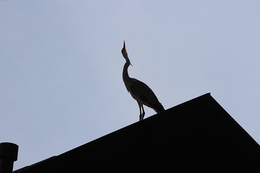 A gray Heron resting on a roof in the Morning
