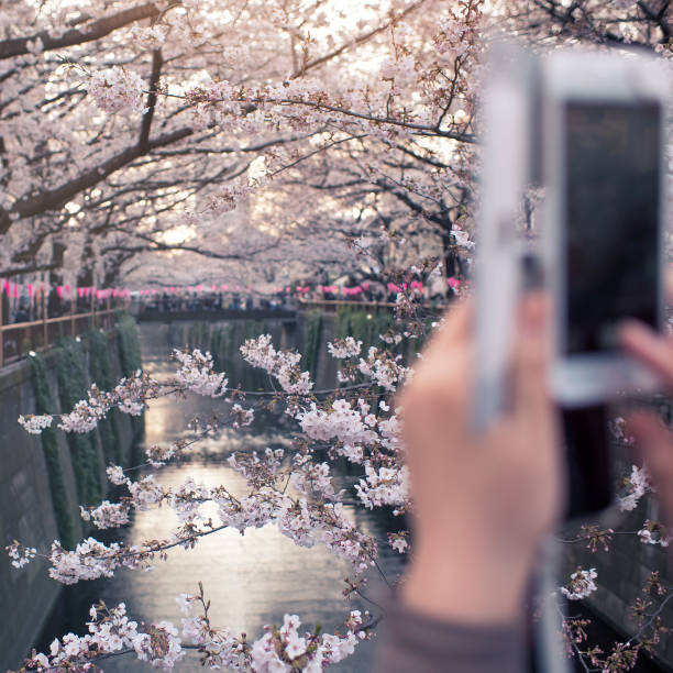 istock Photographing Cherry Blossom in Japan 669723538