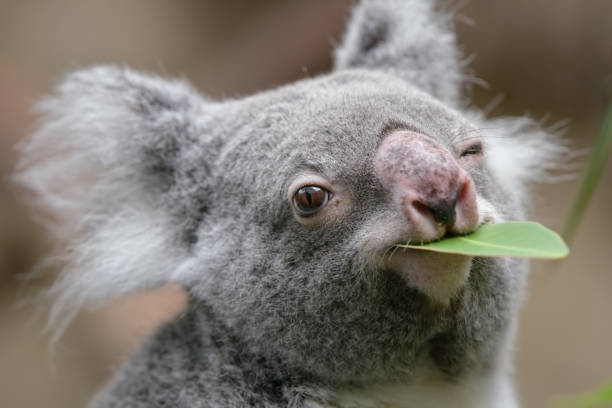 コアラ - animal wink ストックフォトと画像