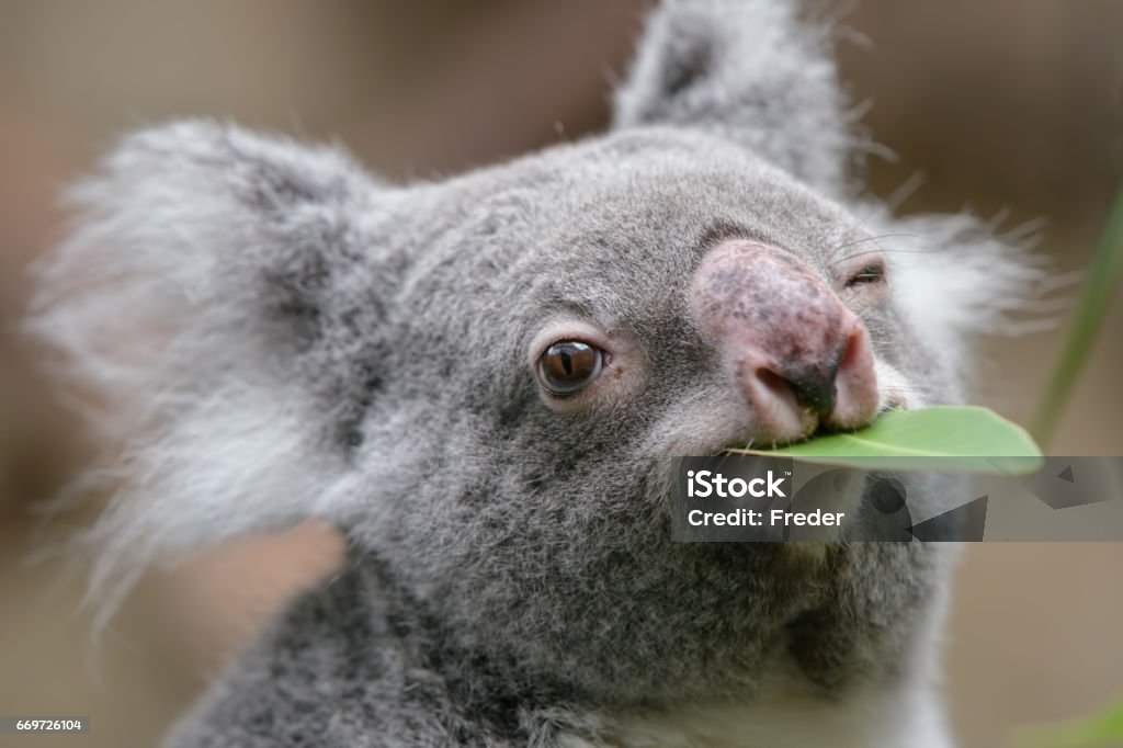 Koala Stock Photo - Download Image Now - Koala, Animal, Eating - iStock